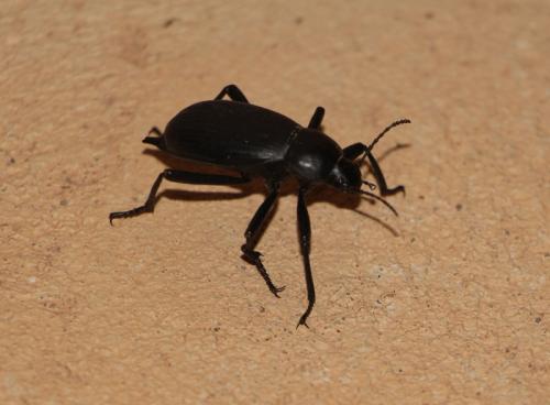 Blaps polychresta